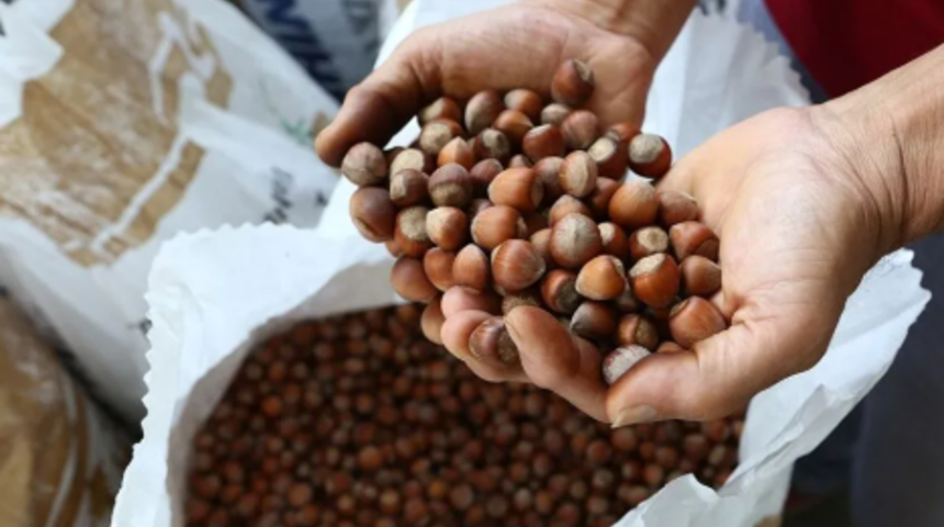 T&uuml;rkiye'nin fındık ihracatı 10 ayda 2,2 milyar doları ge&ccedil;ti