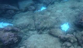 Antalya'da deniz dibinde korkutan manzara! Hepsi &ouml;l&uuml;