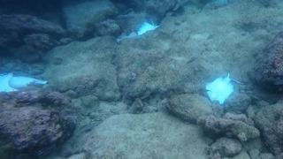Antalya'da deniz dibinde korkutan manzara! Hepsi ölü bulundu
