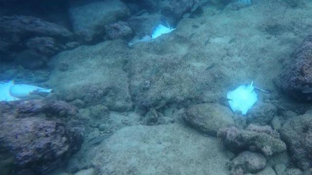 Antalya'da deniz dibinde korkutan manzara! Hepsi ölü bulundu