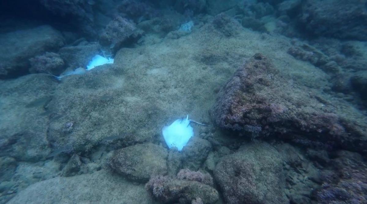Antalya da deniz dibinde korkutan manzara! Hepsi ölü bulundu 1