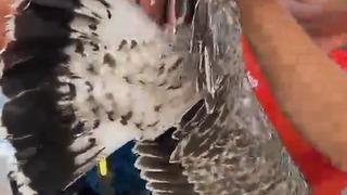 Alanya’da ayaklarına misina dolanan martıyı amatör balıkçılar kurtardı
