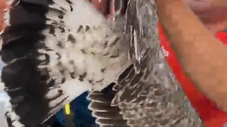 Alanya&rsquo;da ayaklarına misina dolanan martıyı amat&ouml;r balık&ccedil;ılar kurtardı