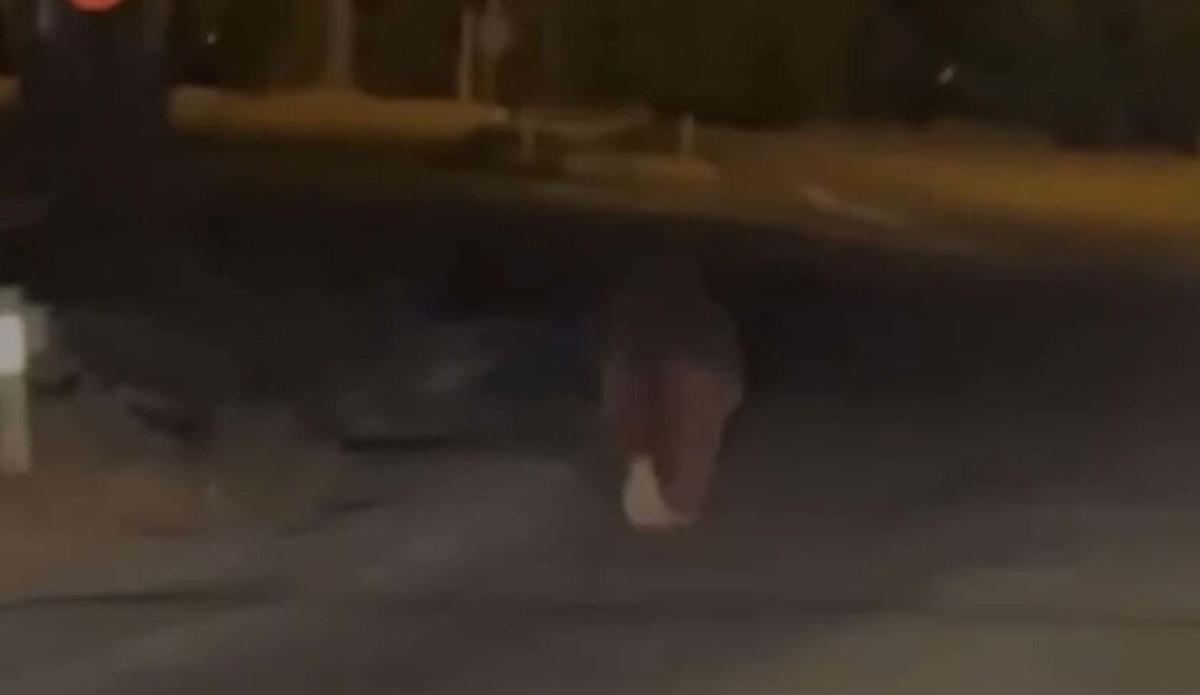 Yer: İzmir! Evinde uyurken ayı saldırdı: &Ouml;ld&uuml;rd&uuml; ve ka&ccedil;tı 1