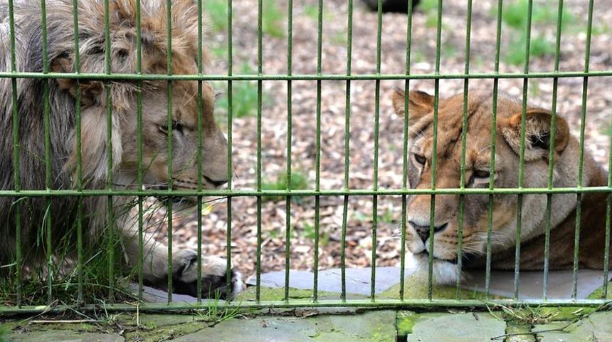 Almanya'da hayvanlar hayvanat bahçesinden kaçtı! Polis 'evden çıkmayın' uyarısında bulundu