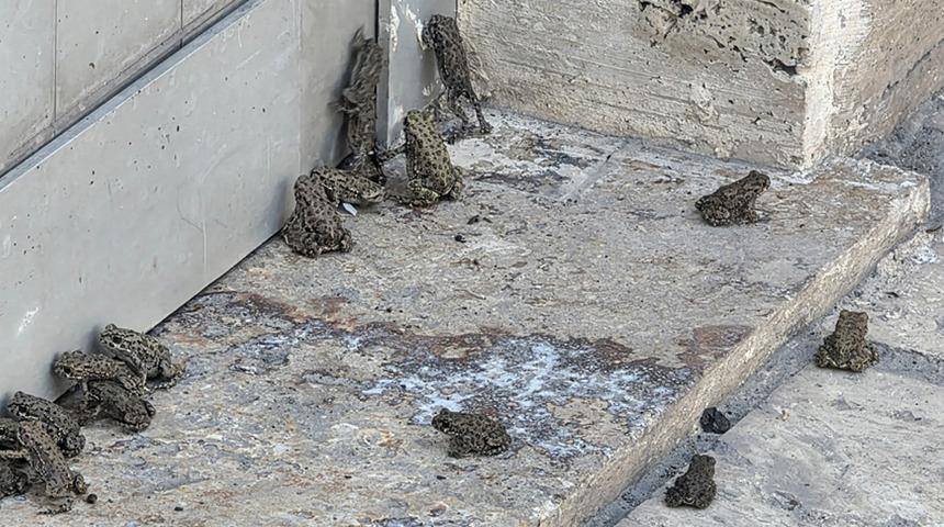 Yer: Sivas! Sağanak sonrası &ccedil;ıktılar: "İlk kez g&ouml;r&uuml;yorum"