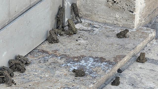 Sağanak sonrası çıktılar: İlk kez görüyorum