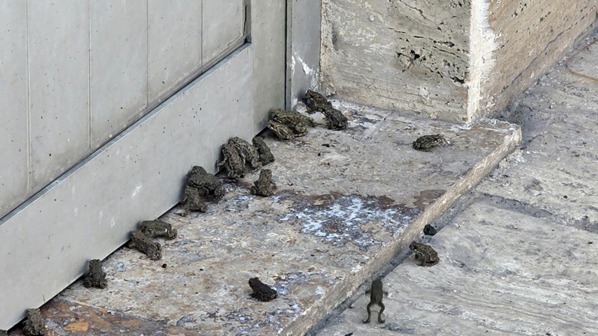 Yer: Sivas! Sağanak sonrası çıktılar: "İlk kez görüyorum" 1
