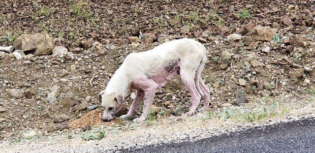 Manisa'da 'sokak hayvanları ölüme terk ediliyor' iddiası
