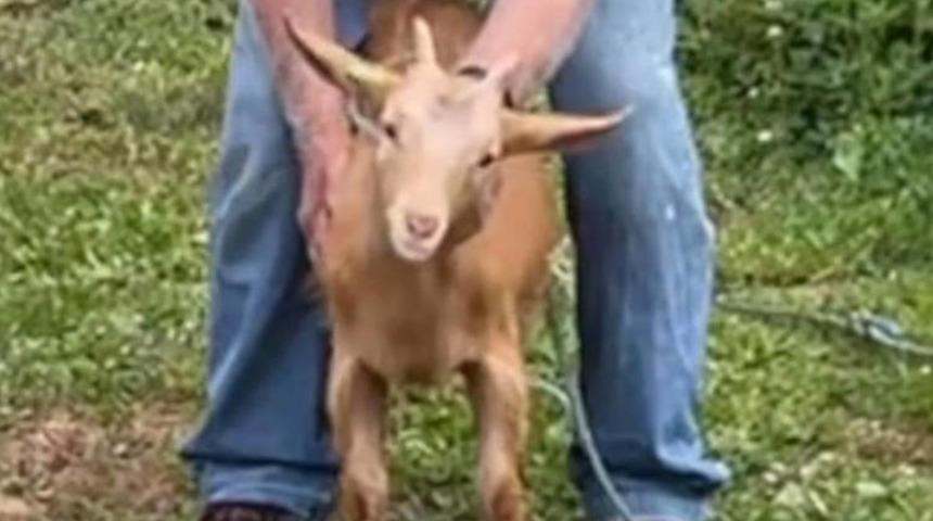 D&uuml;nya Kupası'nın yeni kahini ke&ccedil;i oldu: 4 ma&ccedil;ında sonucunu bildi!