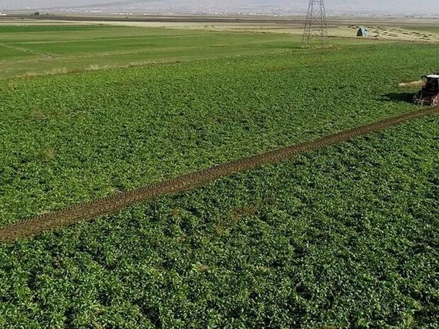 S&ouml;zleşmeli pancar &uuml;reticilerine 2,8 milyar TL avans &ouml;demesi