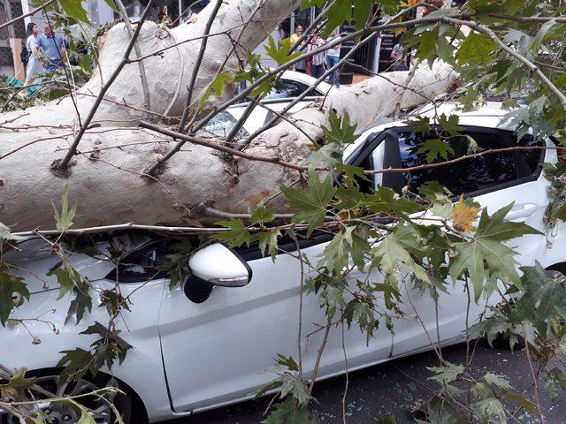 Ağaç, seyir halindeki otomobilin üzerine devrildi