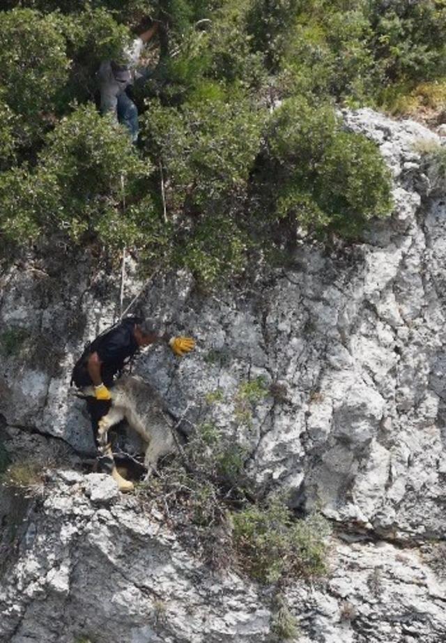 U&ccedil;urumda mahsur kalan ke&ccedil;iyi itfaiye kurtardı 1