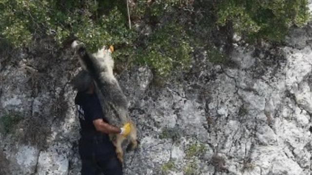 Uçurumda mahsur kalan keçiyi itfaiye kurtardı