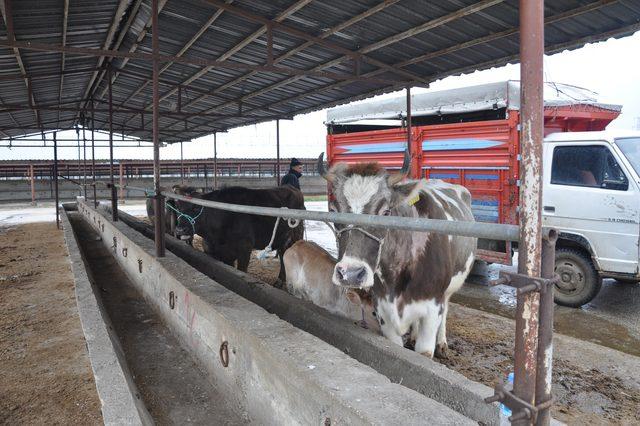 İnegöl hayvan pazarı, 'şap salgını' nedeniyle kapatıldı
