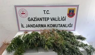 Gaziantep'te kenevir ekimine y&ouml;nelik operasyonda 8 ş&uuml;pheli hakkında adli işlem