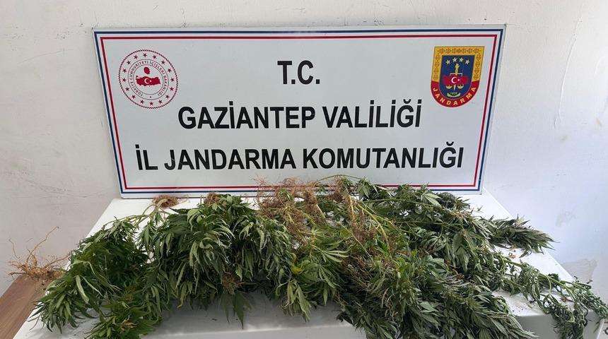Gaziantep'te kenevir ekimine y&ouml;nelik operasyonda 8 ş&uuml;pheli hakkında adli işlem