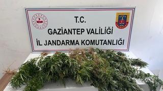 Gaziantep'te kenevir ekimine yönelik operasyonda 8 şüpheli hakkında adli işlem