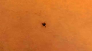 İnegöl’de kene alarmı