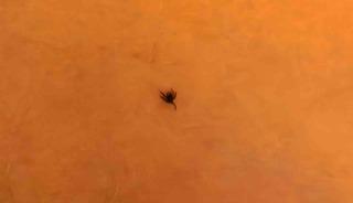 İneg&ouml;l&rsquo;de kene alarmı
