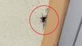 Nesli t�kenme tehlikesiyle kar�� kar��yayd�: O ilimizde g�r�ld�!