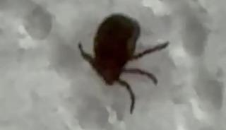 Kenenin ısırdığı vatandaş kontrol amacıyla hastaneye başvurdu