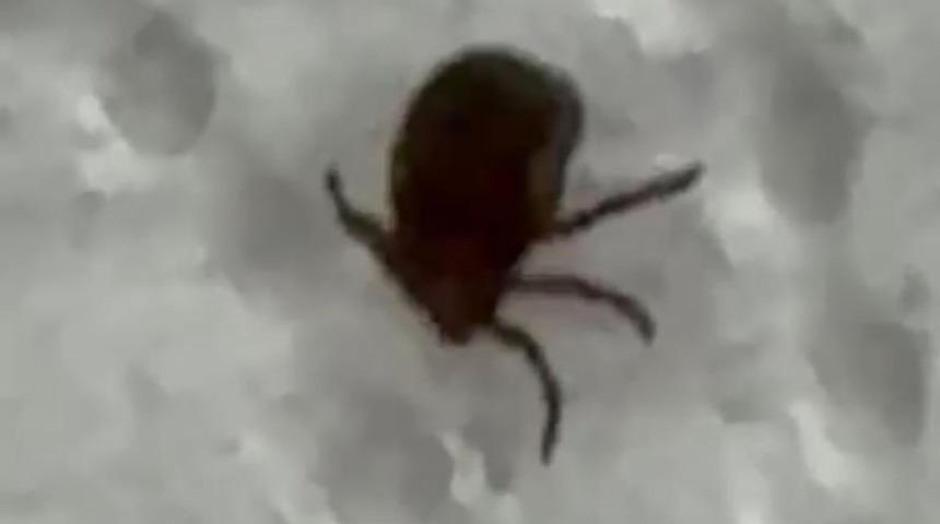 Kenenin ısırdığı vatandaş kontrol amacıyla hastaneye başvurdu