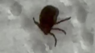 Kenenin ısırdığı vatandaş kontrol amacıyla hastaneye başvurdu