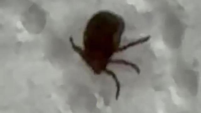 Kenenin ısırdığı vatandaş kontrol amacıyla hastaneye başvurdu