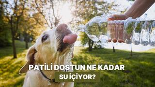 Patili dostunun su içme sıklığı ve alışkanlıkları onun günlük enerjisi hakkında ne söylüyor?