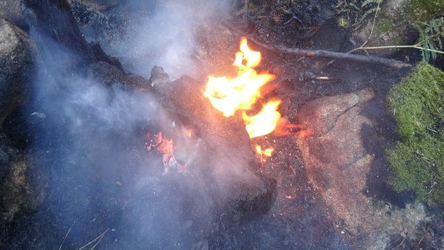 Kazdağları'ndaki yangında erken müdahale ağaçları kurtardı