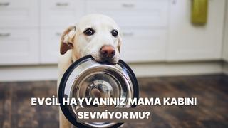Kediniz veya köpeğiniz aslında size ne anlatmak istiyor? Kaplarını beğenmediklerinde yaptıkları 10 hareket