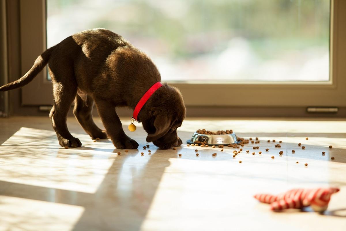 Kediniz veya köpeğiniz aslında size ne anlatmak istiyor? Kaplarını beğenmediklerinde yaptıkları 10 hareket 2