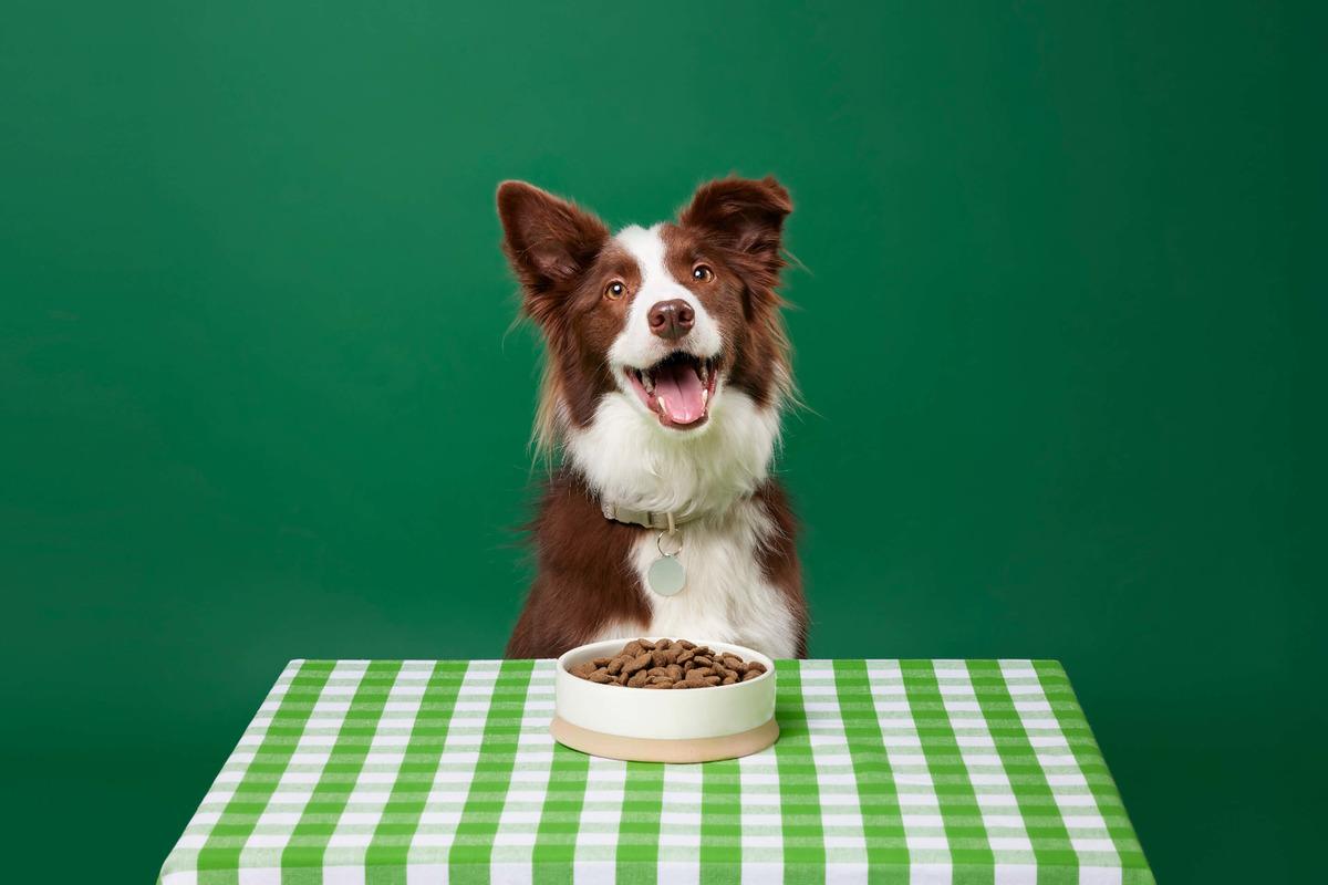 Kediniz veya köpeğiniz aslında size ne anlatmak istiyor? Kaplarını beğenmediklerinde yaptıkları 10 hareket 5