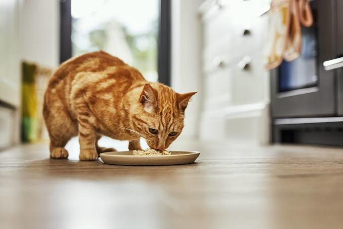Kediniz veya köpeğiniz aslında size ne anlatmak istiyor? Kaplarını beğenmediklerinde yaptıkları 10 hareket 6