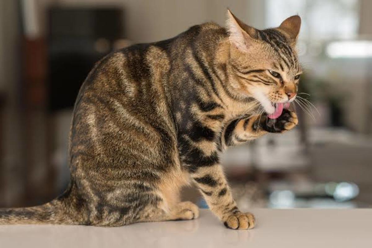 Kediniz veya köpeğiniz aslında size ne anlatmak istiyor? Kaplarını beğenmediklerinde yaptıkları 10 hareket 7