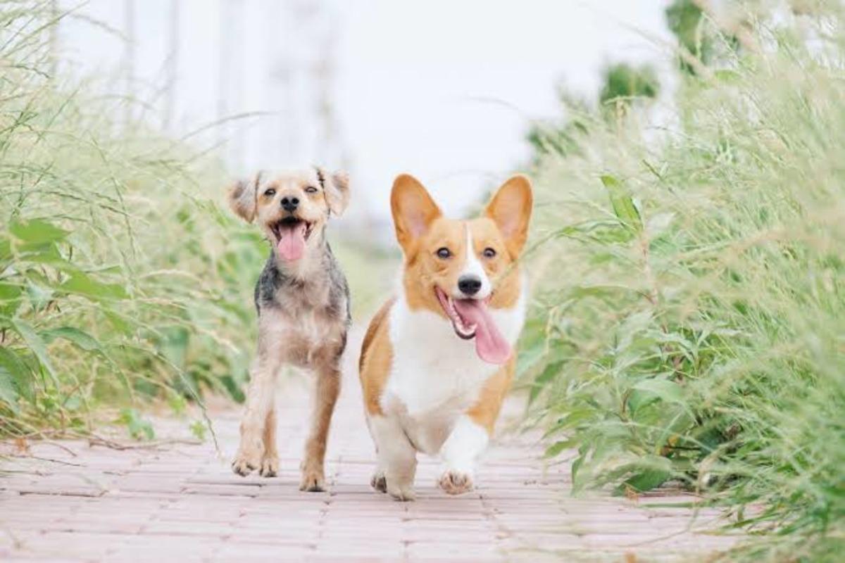 Kediniz veya köpeğiniz aslında size ne anlatmak istiyor? Kaplarını beğenmediklerinde yaptıkları 10 hareket 8