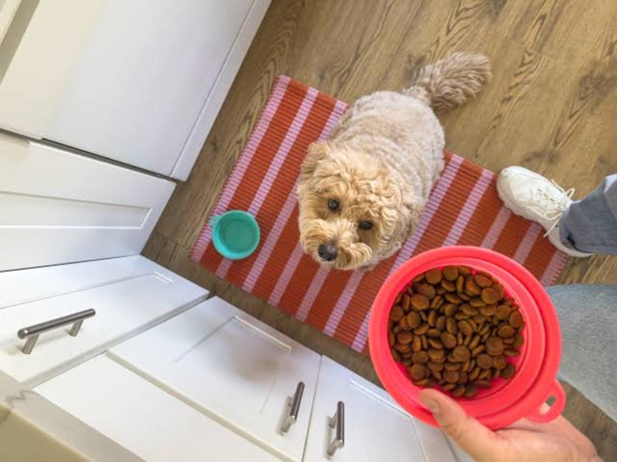 Kediniz veya köpeğiniz aslında size ne anlatmak istiyor? Kaplarını beğenmediklerinde yaptıkları 10 hareket 9