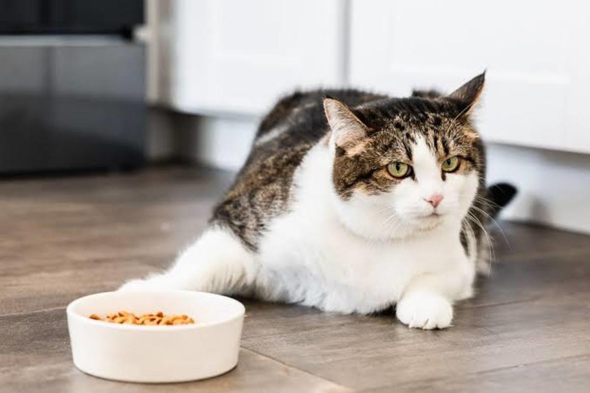 Kediniz veya köpeğiniz aslında size ne anlatmak istiyor? Kaplarını beğenmediklerinde yaptıkları 10 hareket 10
