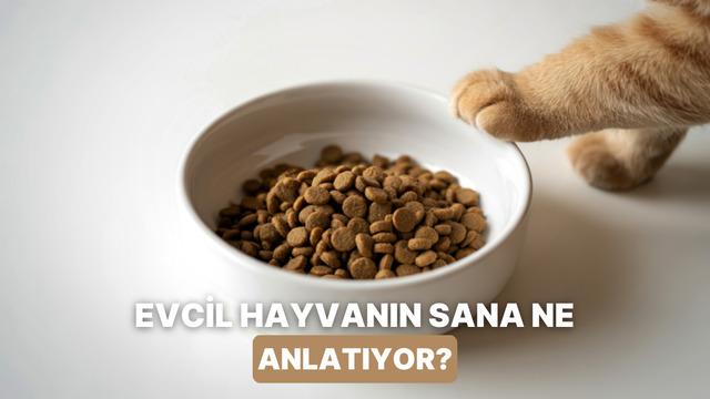Mama kabını bilerek deviren veya suyla oynayan patili dostlarımızın bize anlatmak istediği 10 dert