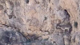 Malatya’da yaban keçileri sürü halinde görüntülendi
