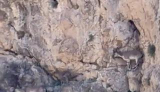 Malatya&rsquo;da yaban ke&ccedil;ileri s&uuml;r&uuml; halinde g&ouml;r&uuml;nt&uuml;lendi