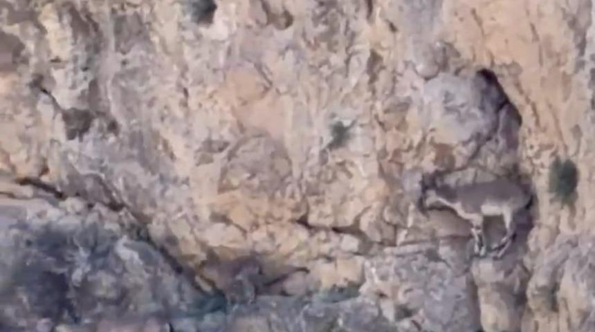Malatya&rsquo;da yaban ke&ccedil;ileri s&uuml;r&uuml; halinde g&ouml;r&uuml;nt&uuml;lendi