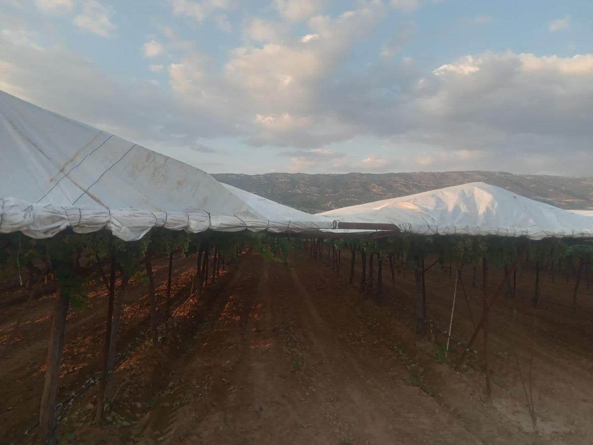Sarıgöl bağlarında hedef ihracatlık kaliteli üzüm 1