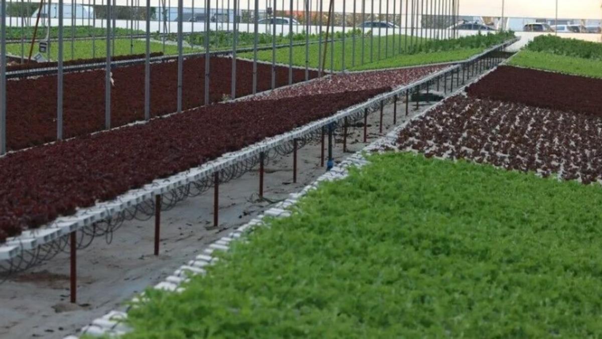 İstanbul da yaygınlaştı: Maliyeti düşük, o işe ilgi artırıyor 1