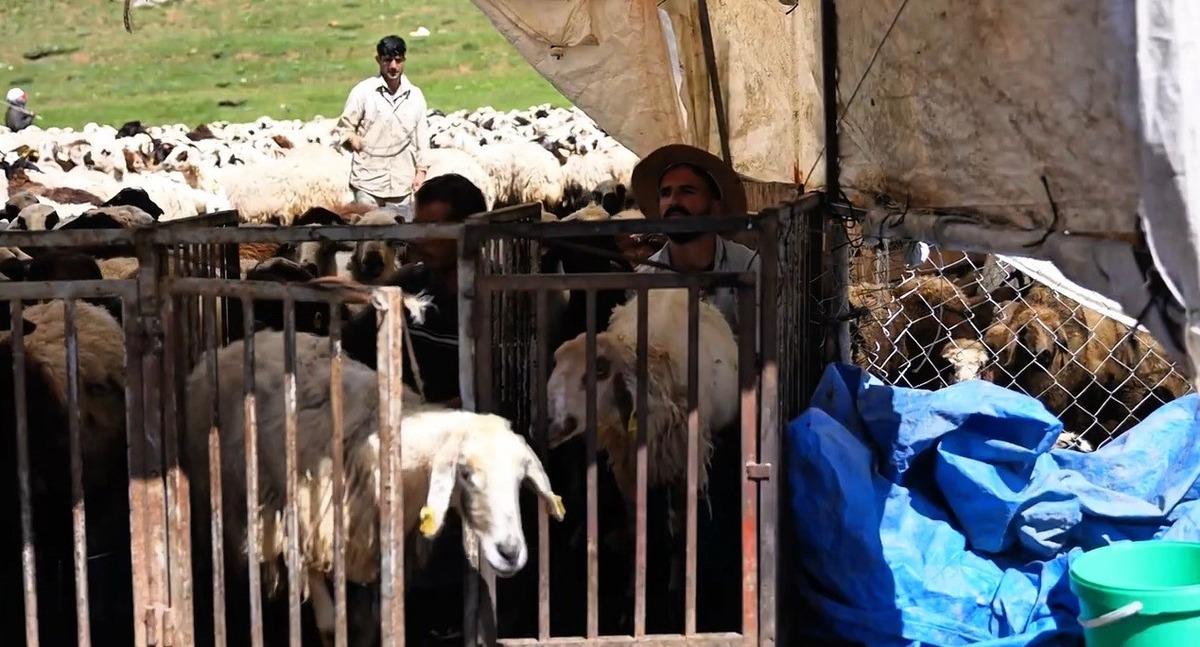 Tescilli miras için sıradağlarda 6 ay nöbet tutacaklar! 2