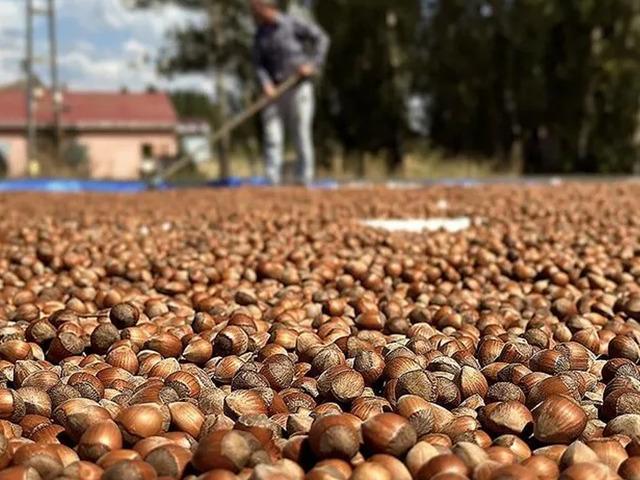 Ticaret borsalarında 10 ayda 345 bin tonu aşkın fındık işlem g&ouml;rd&uuml;