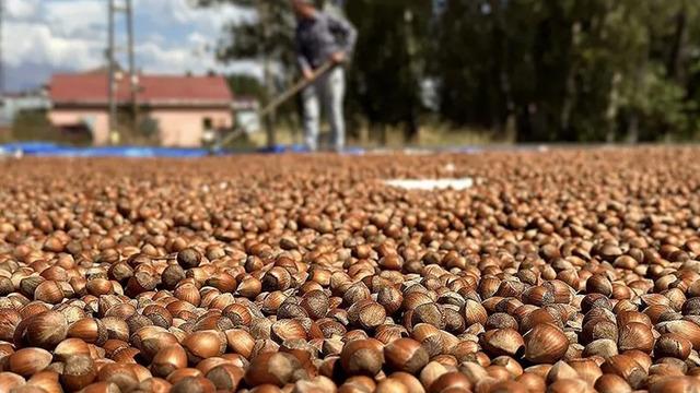Ticaret borsalarında 10 ayda 345 bin tonu aşkın fındık işlem gördü