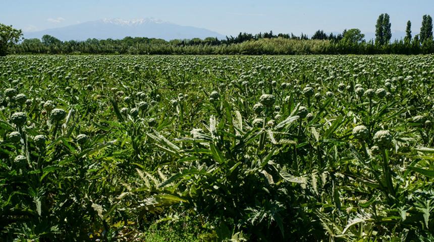 Tarlanın yeşil altını zirvede değişiklik yaptı: Artık bambaşka bir ilde bereketleniyor