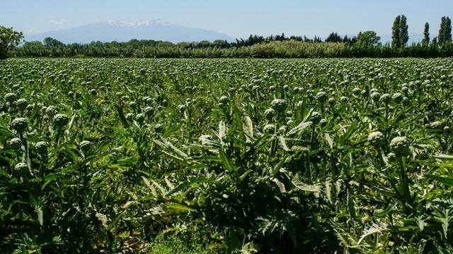 Tarlanın yeşil altını zirvede değişiklik yaptı: Artık bambaşka bir ilde bereketleniyor
